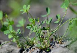 Image result for Marsilea aegyptiaca