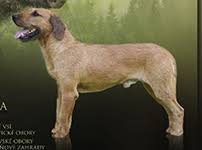 Image result for štýrský brakýř