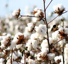 Image result for cotton