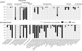 Image result for Andropogon pseudapricus