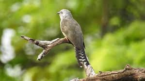 Burung yang terkenal dengan sebutan burung pipit. Burung Kedasih Taksonomi Ciri Morfologi Habitat Jenis Fakta Unik