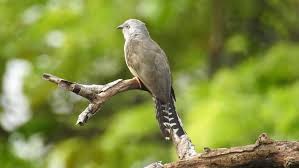 Salam asalamukalaikum ketemu lagi, vidio kali ini mengenai cerita dari burung emprit ganthil (jawa) dari ga membuat sarang. Burung Kedasih Taksonomi Ciri Morfologi Habitat Jenis Fakta Unik