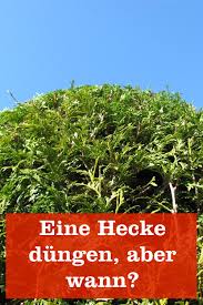 Wann der ideale zeitpunkt zum düngen ist, hängt natürlich von der jeweiligen heckenart ab. Wann Sollte Man Eine Hecke Dungen Gartenbob De Der Garten Ratgeber