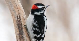 How long do woodpeckers live? What To Do When A Woodpecker Is Drumming Away On Your House Newyorkupstate Com