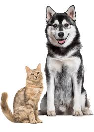 The #1 website where to find all bakers & bakeries near your area. Pet Food Supply Store Fort Walton Beach Fl 3 Dogs A Chick
