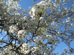 Ornamental pear trees are preferred by garden enthusiasts as these trees add scenic beauty to all landscapes. Bradford Pear Home Garden Information Center
