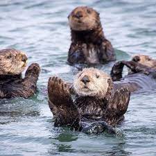 Did You Know It S Estimated Sea Otters Eat 25 Percent Of Their Body Weight In Food Every Day Sea Otter Otters Mammals