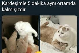 Nap Adli Kullanicinin Komik Goruntuler Panosundaki Pin 2020 Komik Seyler Komik Komik Hayvanlar