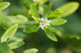 Image result for Euploca