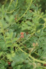 Image result for Indigofera daleoides