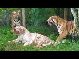 Watch the white tiger 2021 online free and download the white tiger free online. Bengal Tigers Vs White Tigers Fight For Supremacy Youtube