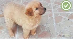 Now, let's go a little deeper. How To Obedience Train Your Puppy Before It S 10 Weeks Old