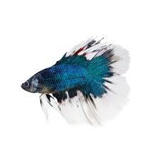 The name itself suggests how complex their natural habitat is. Male Butterfly Bettas For Sale Order Online Petco Betta Fish Betta Petco