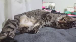 If your cat is suddenly making noise while breathing that you aren't used to hearing, you may be understandably concerned. Cat Is Breathing Heavy What Does It Mean