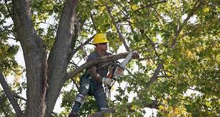 Understanding how this tree trimming calculator works: Estimated Cost Of Tree Pruning And Trimming