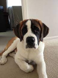 Hannah Short Hair St Bernard St Bernard Puppy St Bernard Dogs Dogs
