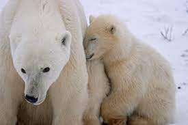 What is the average size of the polar bear? What Are The Growth Stages Of Polar Bear Cubs
