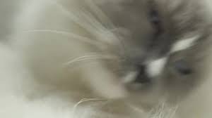 First of all thoroughly brush your cat's coat to get rid of knots. Beautiful Long Hair Soft Silky Coat Ragdoll Cat Cleaning Licking Video By C Goldenshrimp Stock Footage 256701882