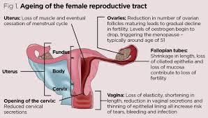 Female reproductive system anatomy diagram. Anatomy And Physiology Of Ageing 8 The Reproductive System Nursing Times