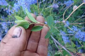 Image result for Streptocarpus arcuatus