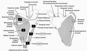 Human muscles enable movement it is important to understand what they do in order to diagnose sports they work closely with the shoulder girdle muscles to stabilize and move the shoulder. Shoulder Muscles Anatomy Simplified Epomedicine