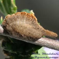 Maybe you would like to learn more about one of these? Southern Flannel Moth Caterpillar Megalopyge Opercularis Bugguide Net