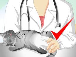 Neutering in cats and dogs. How To Care For Your Cat After Neutering Or Spaying