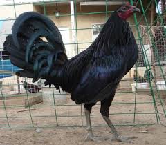 Download now gambar ayam filipina petarung yang lincah gambar foto ayam. Semua Kumpulan Tentang Ayam Filipin 2017