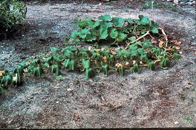 Common problems that might inhibit zucchini from producing vines or stems and fruit include several common diseases and insect pests. What S Wrong With My Plant Garden University Of Minnesota Extension
