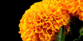 Mexican marigold, originally, as the name. Mexico S Iconic Flower