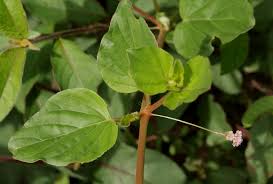 Image result for Boerhavia coccinea