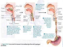Salah satu fungsi utamanya ialah penyertaan dalam proses penghadaman. Bab V Pencernaan Makanan Fungsi Pencernaan Makanan Untuk