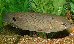 Ikan puyu emas is on facebook. Ustaz Ajar Niat Yang Betul Kalau Nak Bela Ikan Puyu Di Rumah Untuk Elak Pukau Islam Itu Indah