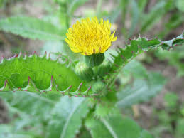 Image result for Sonchus luxurians