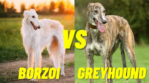 Great gift for family, friends or any men, women that loves. Borzoi Vs Greyhound Dog Which Dog Is Faster Top 10 Fastest Dogs Youtube