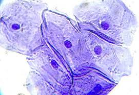 In july 2019, japanese scientist hiromitsu nakauchi got the approval of the japanese government to experiment with inserting human stem cells into animal (particularly rodent) embryos. Cheek Cells