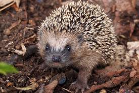 Im herbst benötigen igel einen unterschlupf, in dem sie ihren winterschlaf halten können. Igelschutz Im Garten Nabu