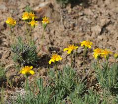 Image result for Vanwykia