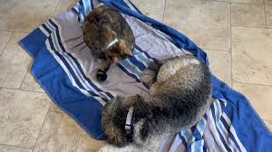 @Malcolm_theCats video Tweet