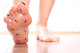 The photos of diabetic sores on legs pictures below are not recommended for people with a weak psyche! Foot Stepping Ant Chicle Diabetes Leg Stock Photo Picture And Royalty Free Image Image 41666544