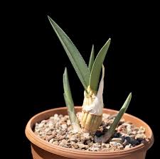 Image result for Eulophia petersii