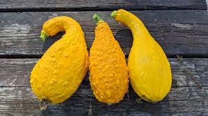 Image result for acholic stools human