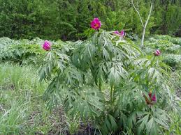 как приготовить настойку из цветков пиона в домашних условиях Pion Uklonyayushijsya Marin Koren Lechebnye Svojstva I Protivopokazaniya