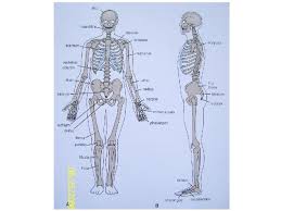 They support bones, in this case, the vertebrae. Skeletal System The Skeletal System Introduction The Organs