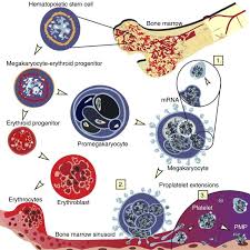Image result for Platelet Dysfunction
