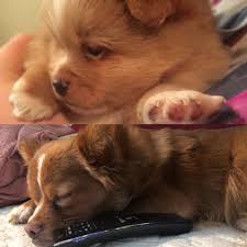 Happy 1st Birthday, Moose! 🖤🐾