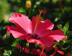The next step for propagating hibiscus from cuttings is to place the hibiscus cutting in well draining soil. Fruit Punch Hibiscus 2635 H 2 Photograph By Steven Ward