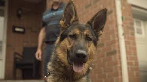 Find out what is the full meaning of spca on abbreviations.com! Nakita The Service Dog Won T Let Ptsd Stand In The Way Ontario Spca And Humane Society