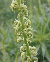 Image result for Resedaceae