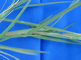 Image result for Cenchrus incertus